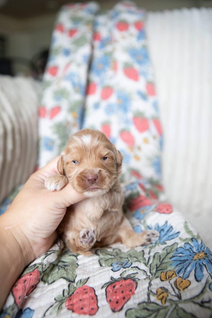 Molly, a Poodle puppy