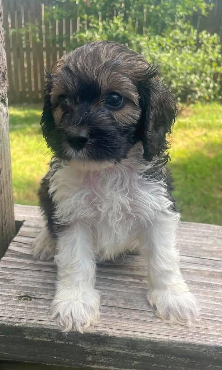Akile breeder photo 3