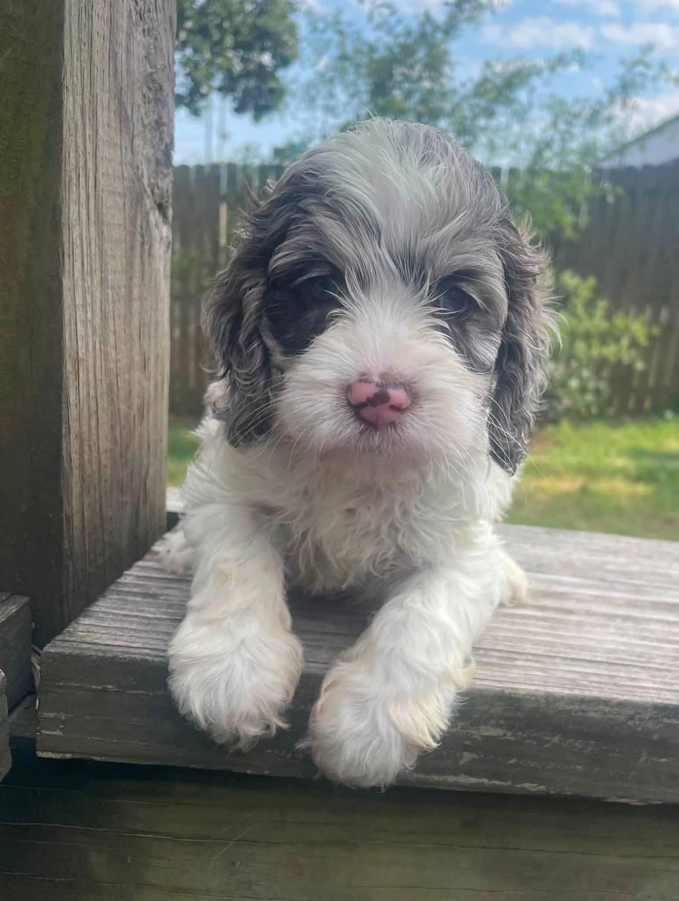 Akile breeder, a Poodle Pet puppy