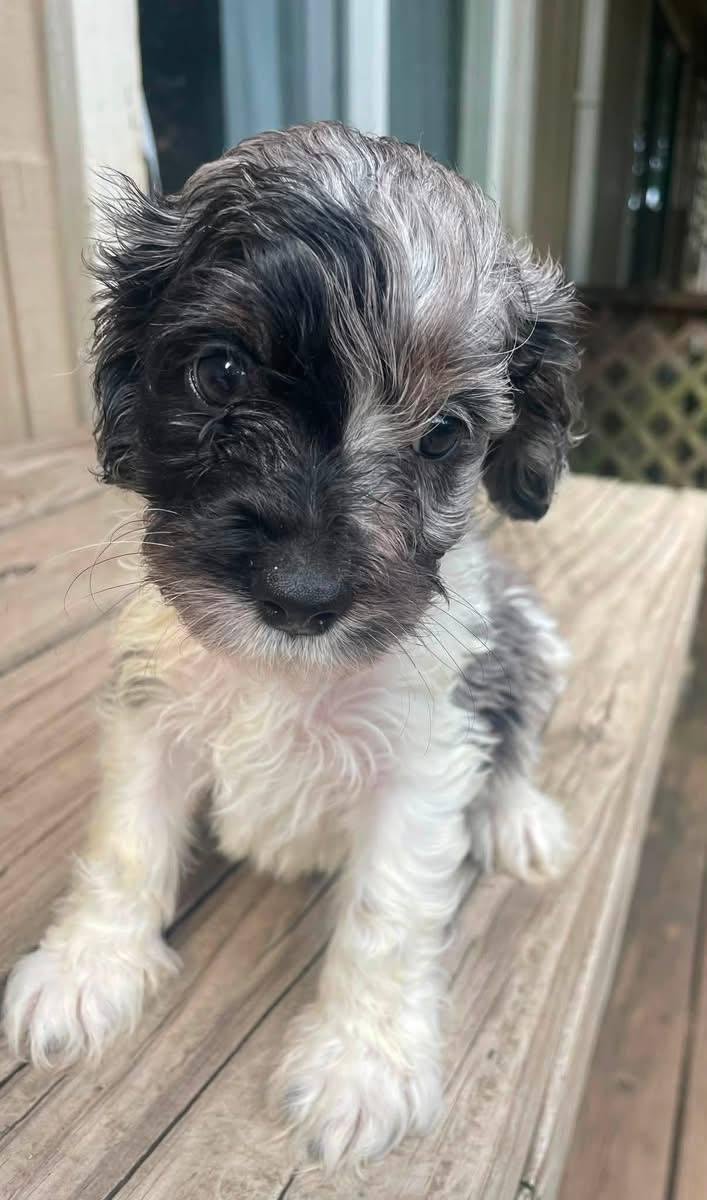 Akile breeder photo 2
