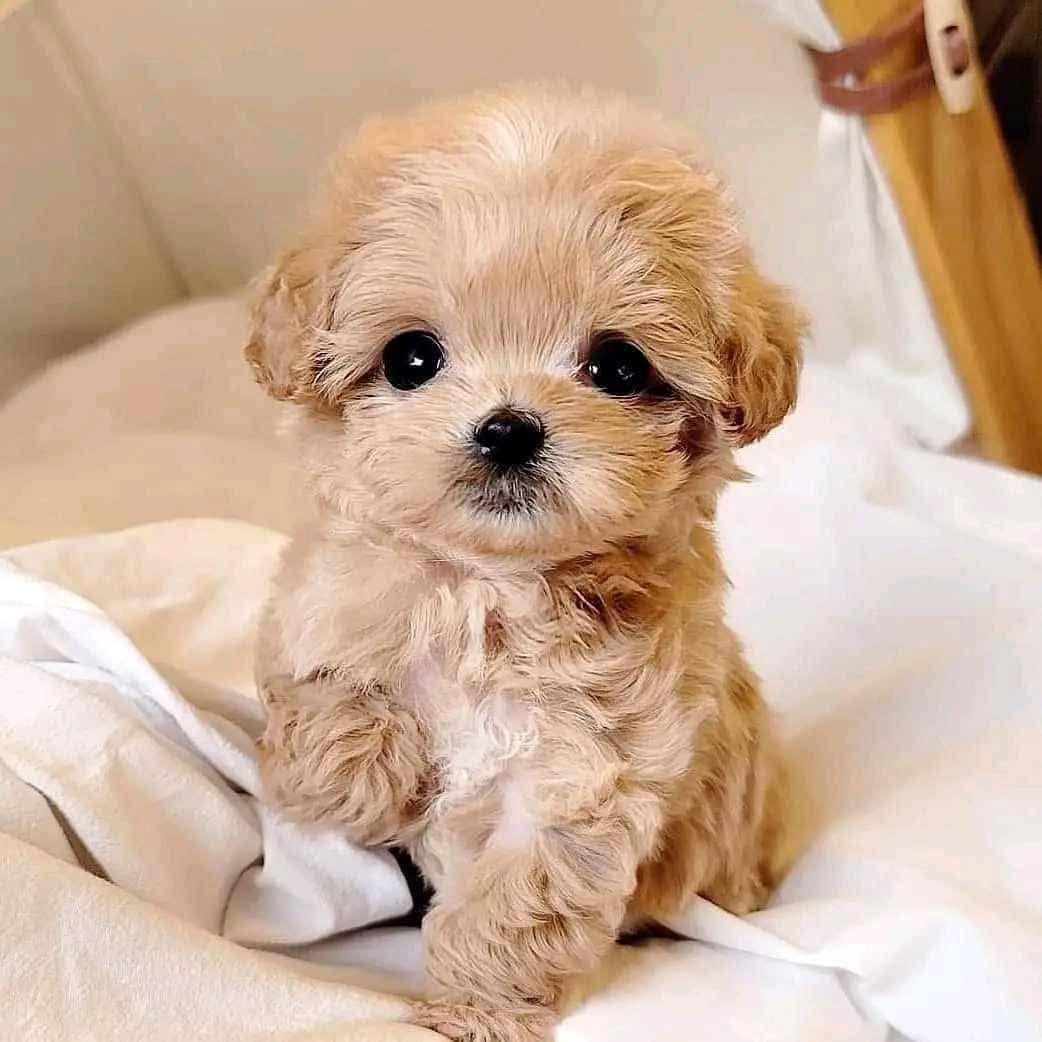 GOOD GOOD, a shipoo puppy