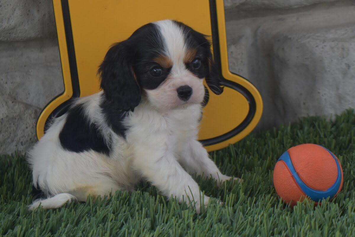 Clayton, a Cavalier puppy