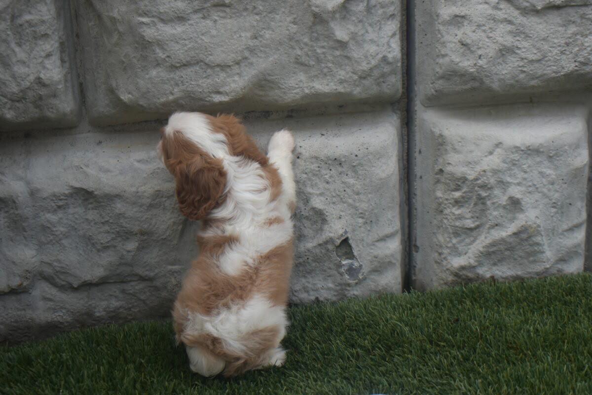 Kobie, a Cavalier King puppy