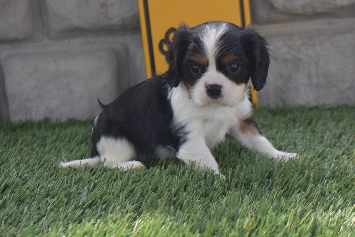 Snickers, a Cavalier King puppy