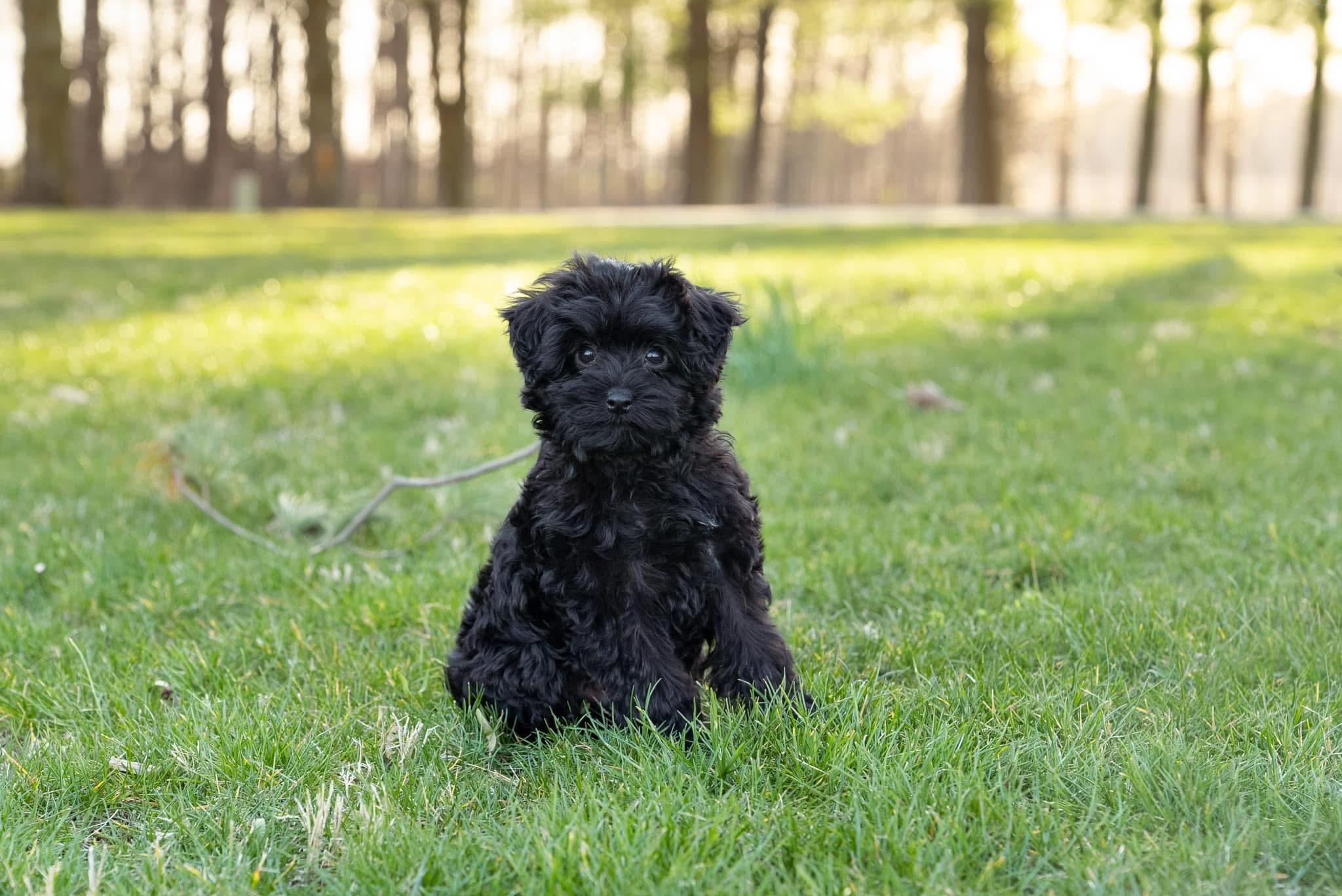 Molly, a Maltipoo puppy