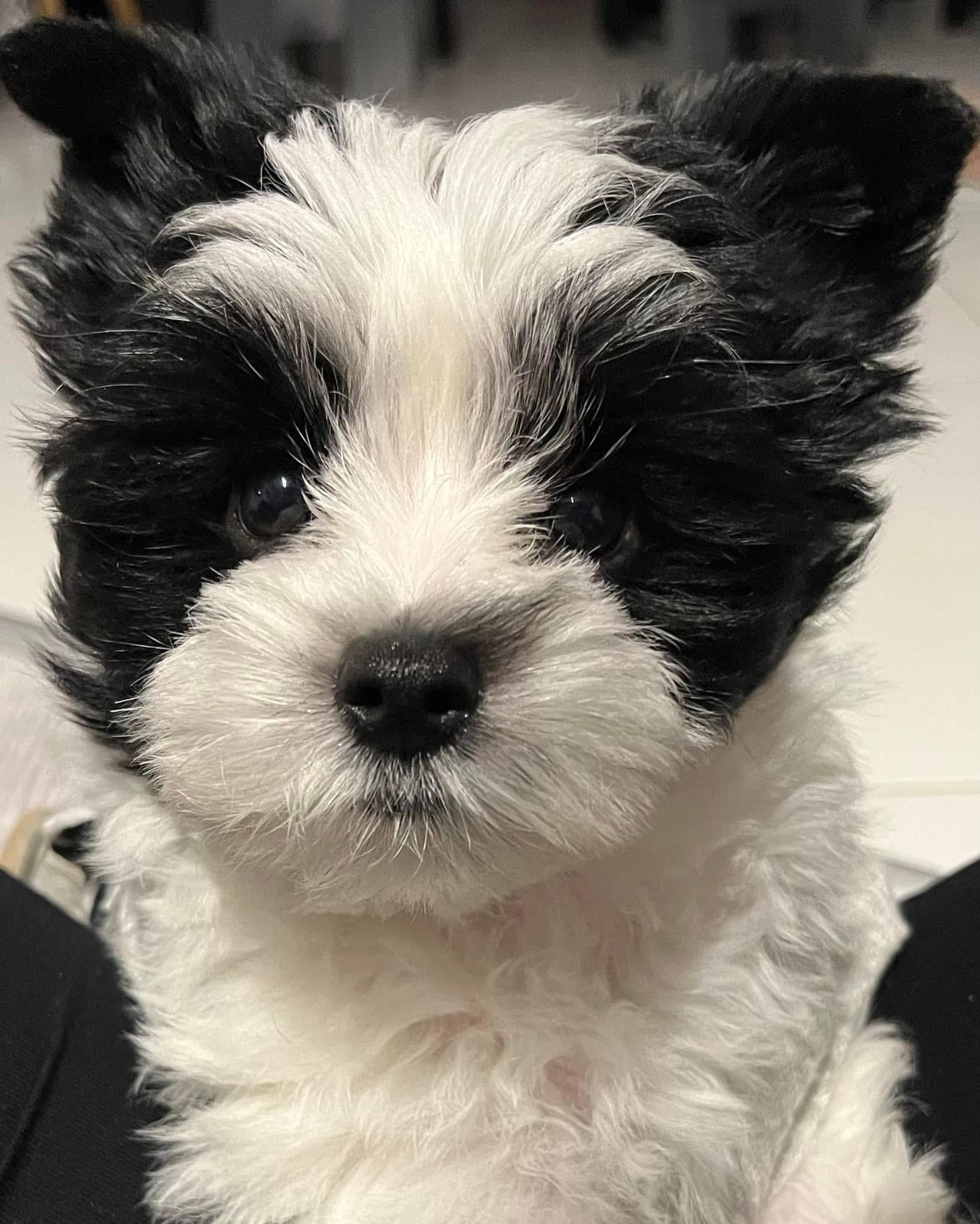 Luna, a Parti Shih-Poo puppy