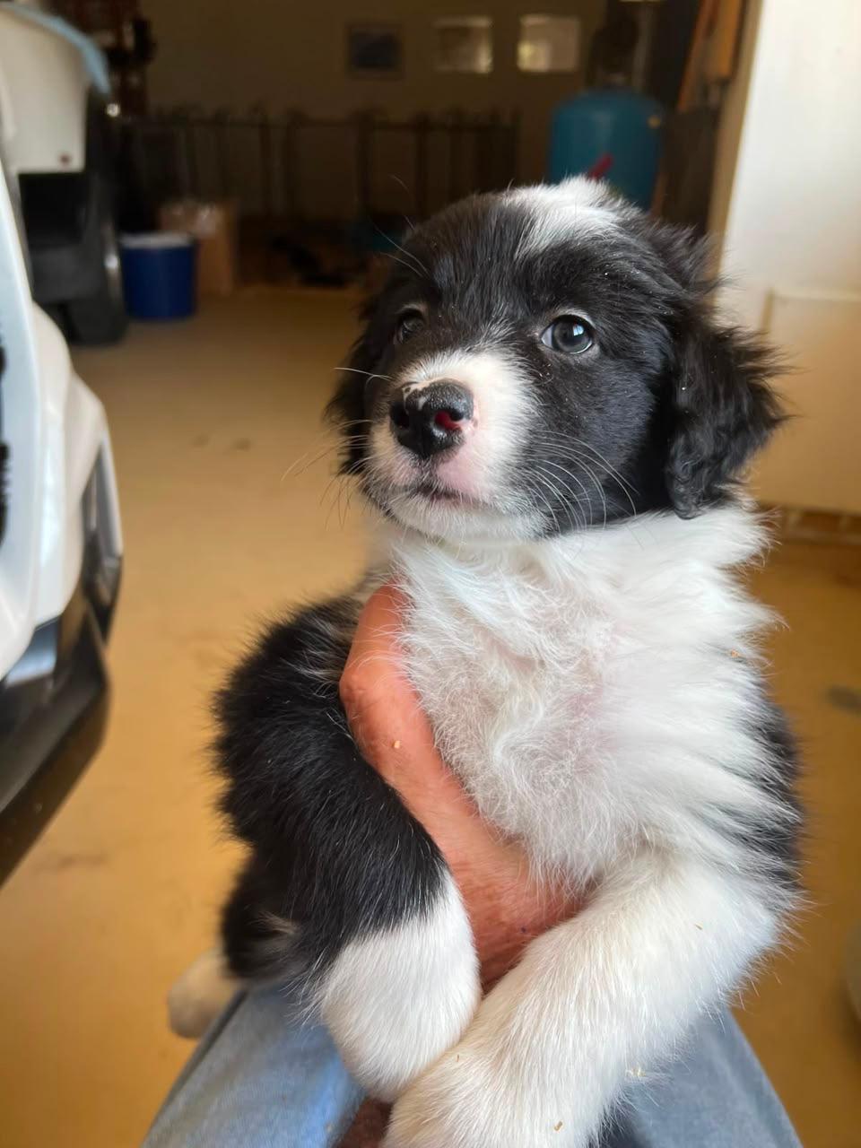 Lucy, a Border Collie puppy