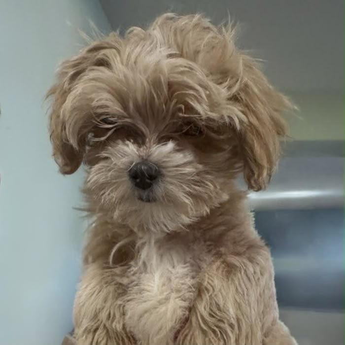Jezze, a Maltese / Poddle (Miniature) puppy