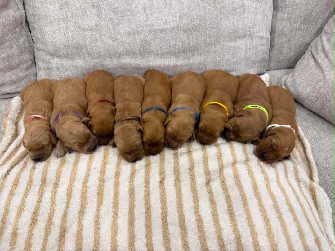 Litters, a Golden Retriever puppy
