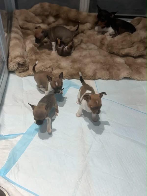 Litters, a Chihuahua/Boston Terrier mix puppy