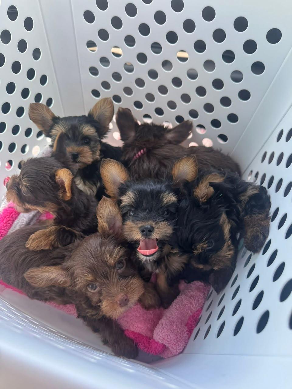 Litters, a Yorkshire Terriers (Yorkies) puppy