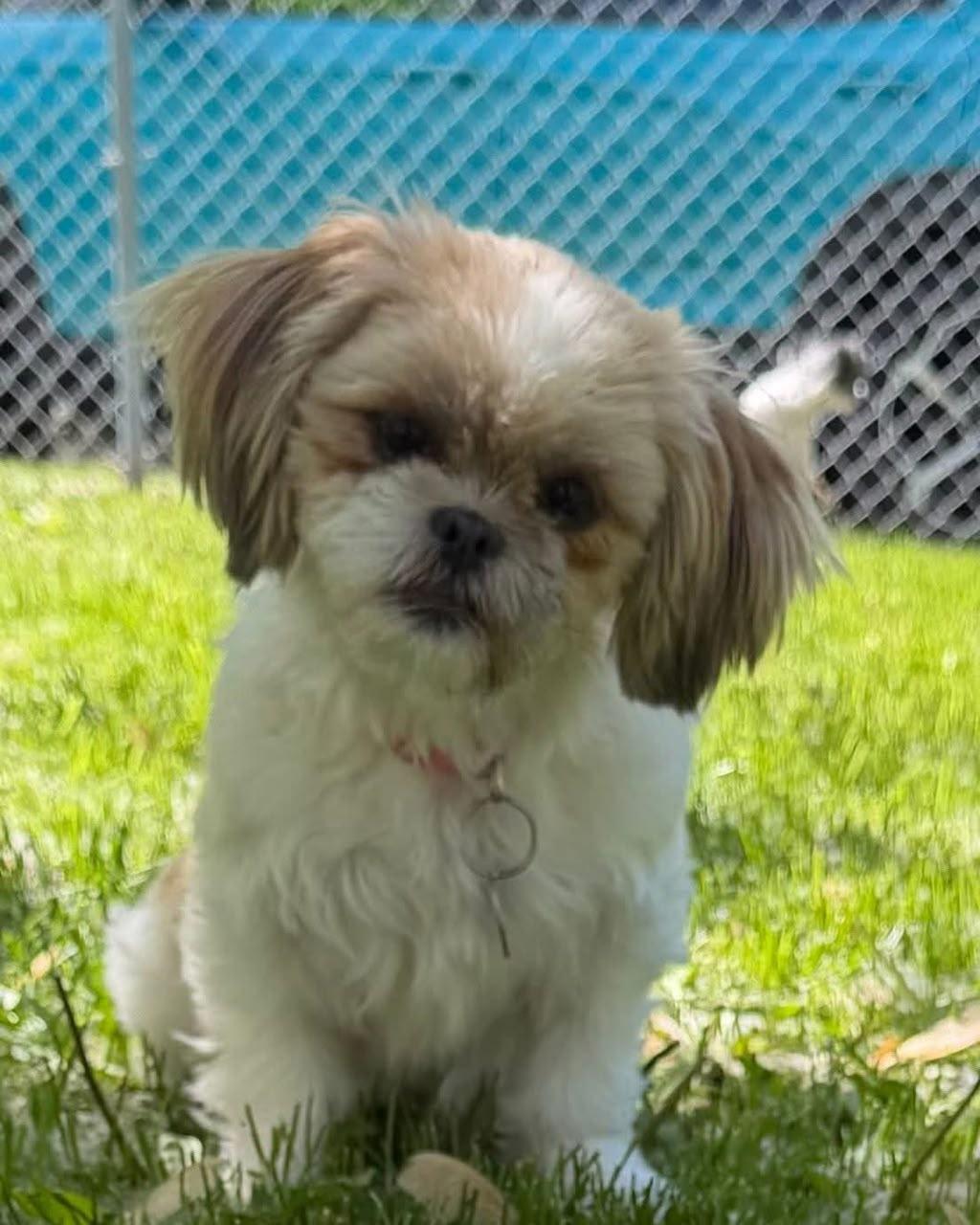 April, a Shih Tzu / Shih-Poo puppy