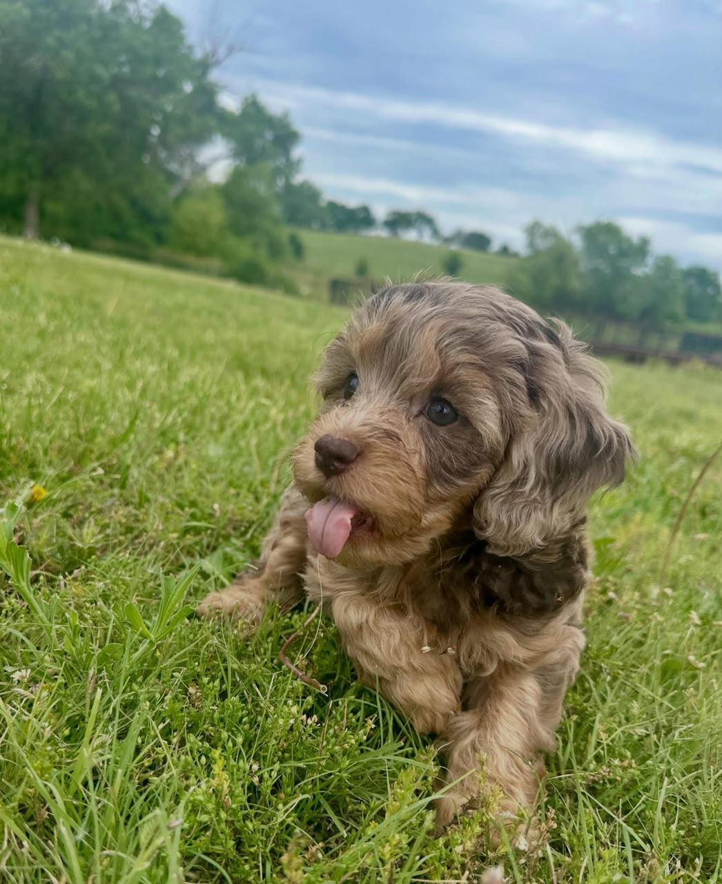 Stella, a Cavapoo puppy
