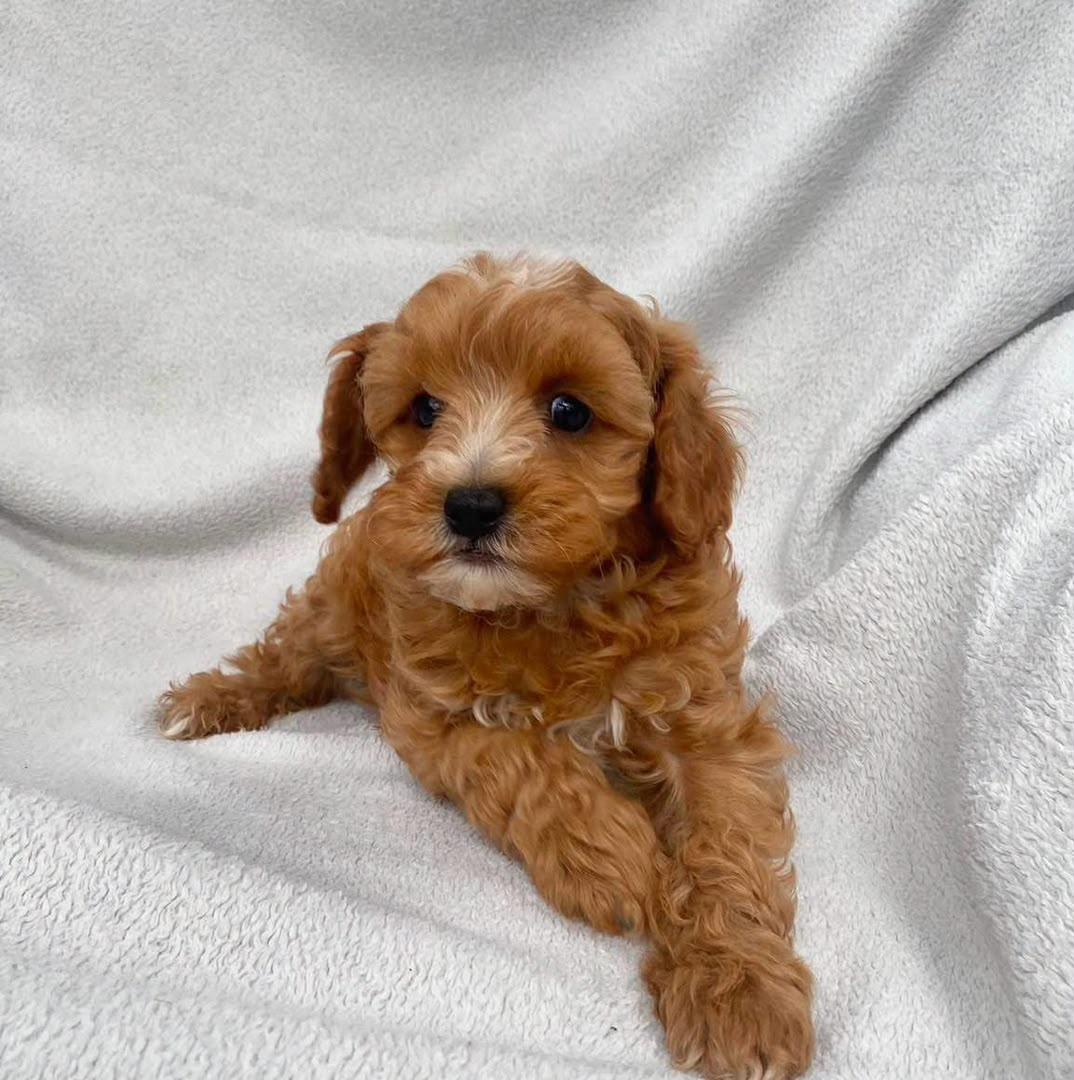 Matilda, a Cavapoochon puppy