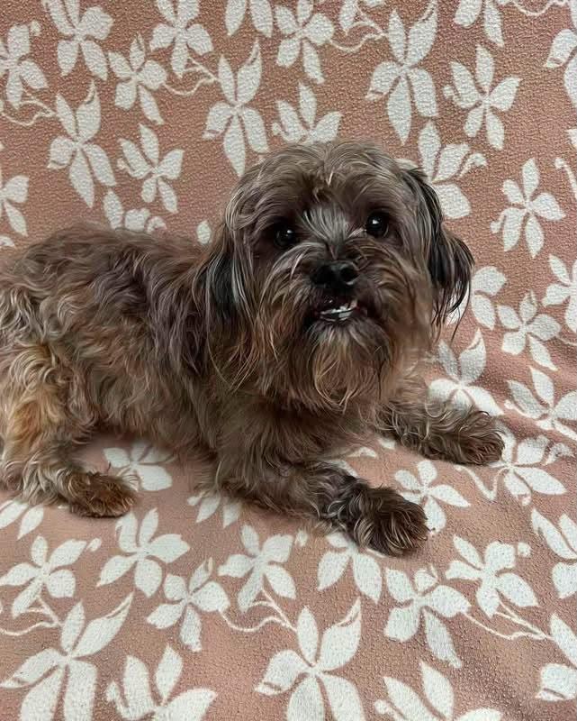 Finn, a Shih Tzu / Shih-Poo puppy