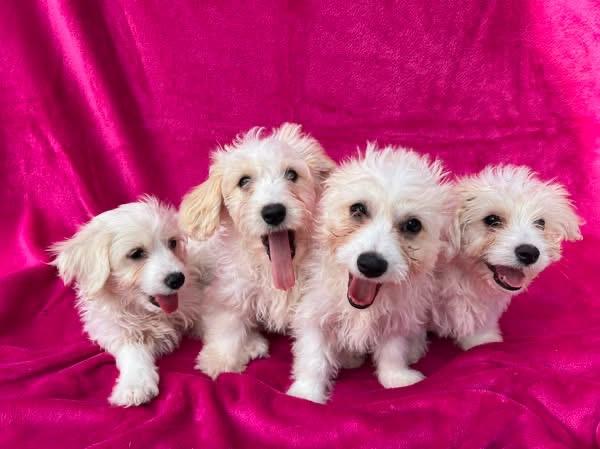Milo/Teddy/Coco and Bella, a Maltichon puppy
